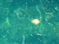 026. Jellyfish Lake 7